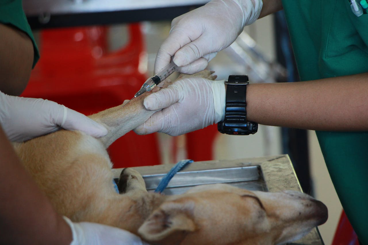 Close-up of a veterinarian injecting a dog with care in a clinic setting.