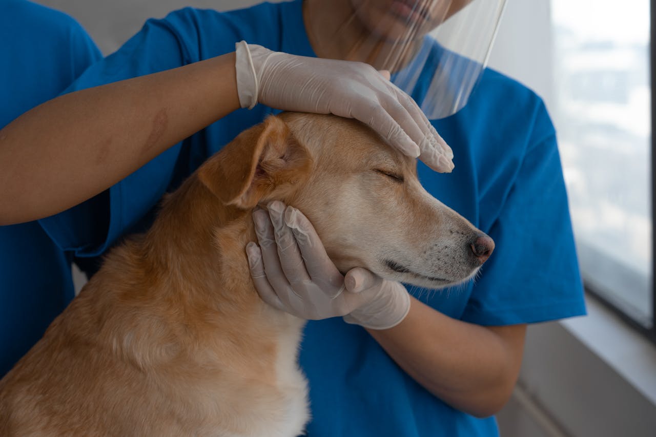 services-bg Veterinarian carefully checks and comforts a dog in a clinic environment.